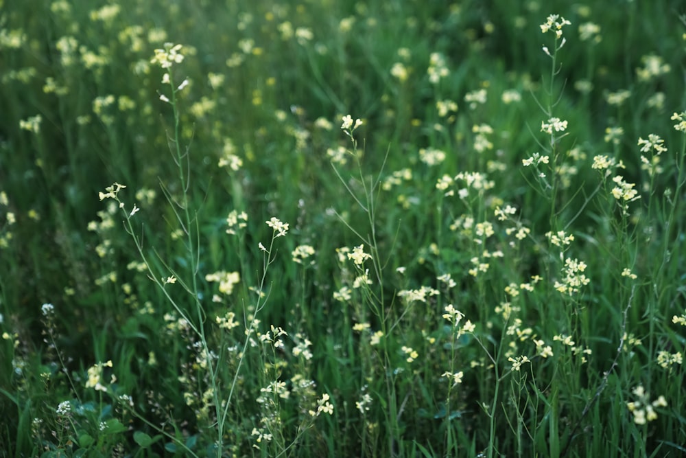 a field full of green grass and white flowers