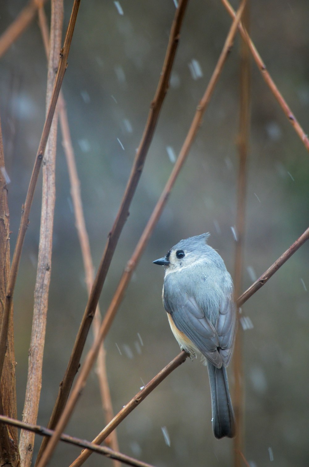 Ein kleiner blauer Vogel, der auf einem Ast sitzt