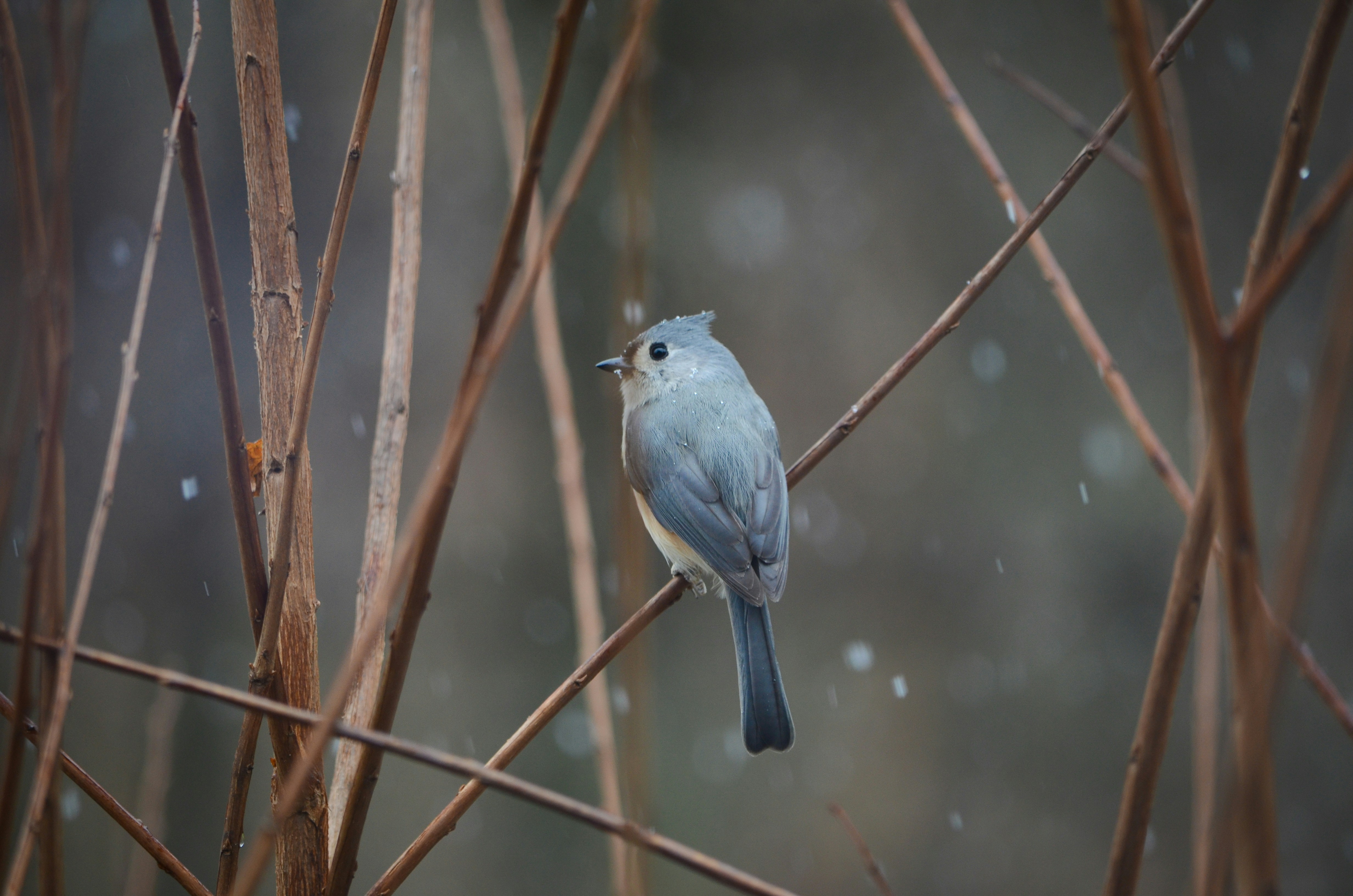 a small blue bird perched on a tree branch, A tufted titmouse perched on a branch on a snowy day.