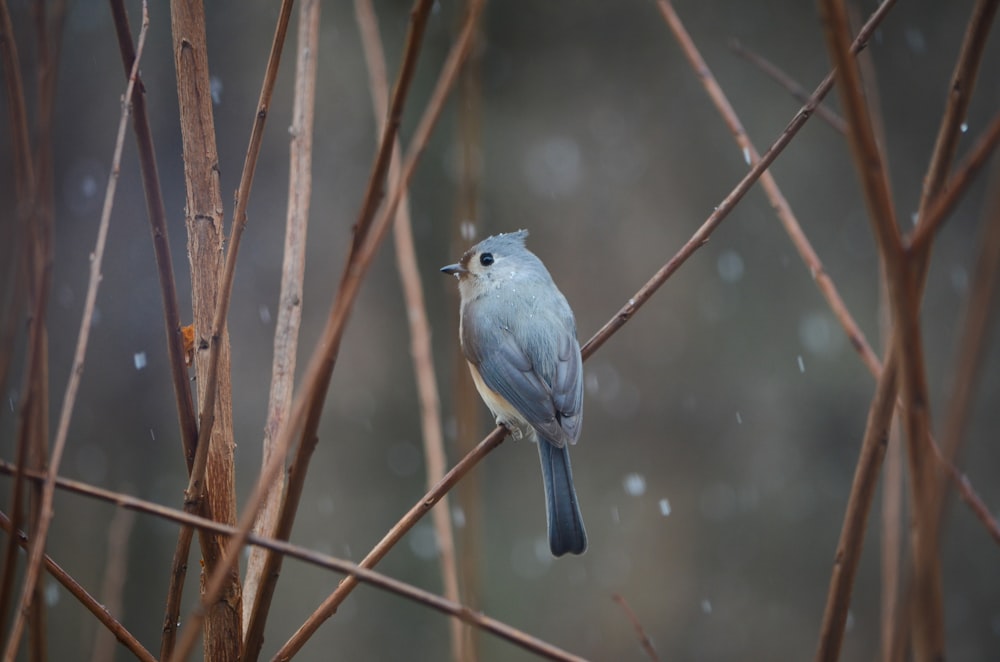 Un pequeño pájaro azul posado en la rama de un árbol