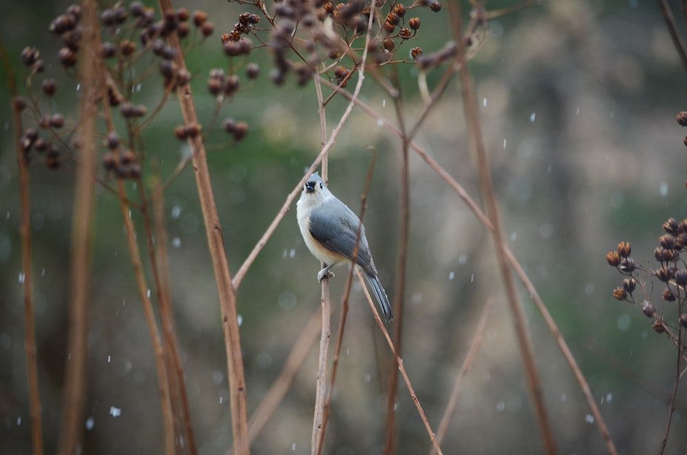 Ein Vogel, der auf einem Ast im Schnee sitzt