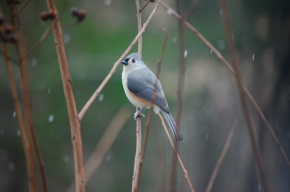 Ein kleiner blauer Vogel, der auf einem Ast sitzt