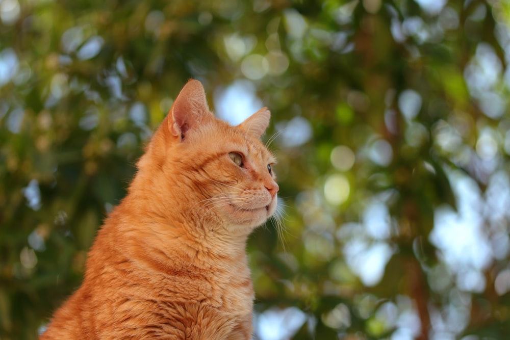 an orange cat sitting on top of a tree