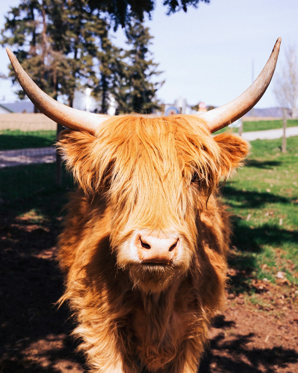Eine braune Kuh mit großen Hörnern, die auf einem Feld steht