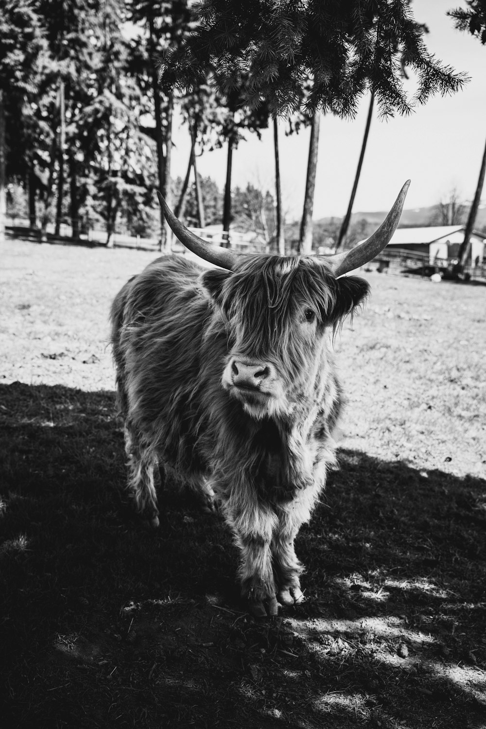 a black and white photo of a yak in a field