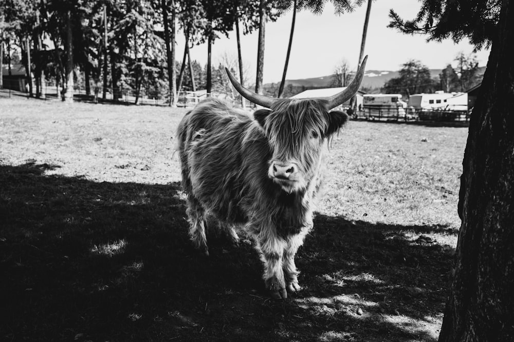 a cow standing in the shade of a tree