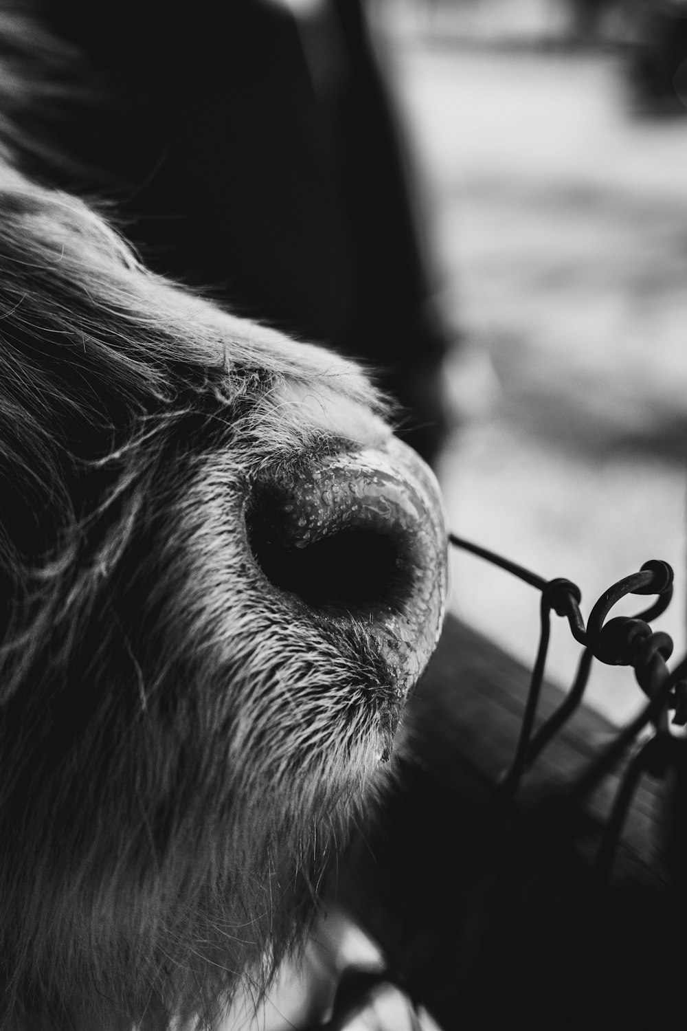 a black and white photo of a dog's nose