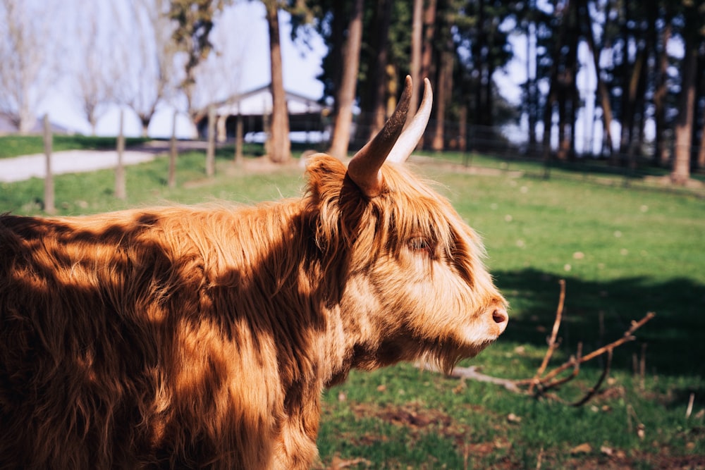 a brown cow standing on top of a lush green field