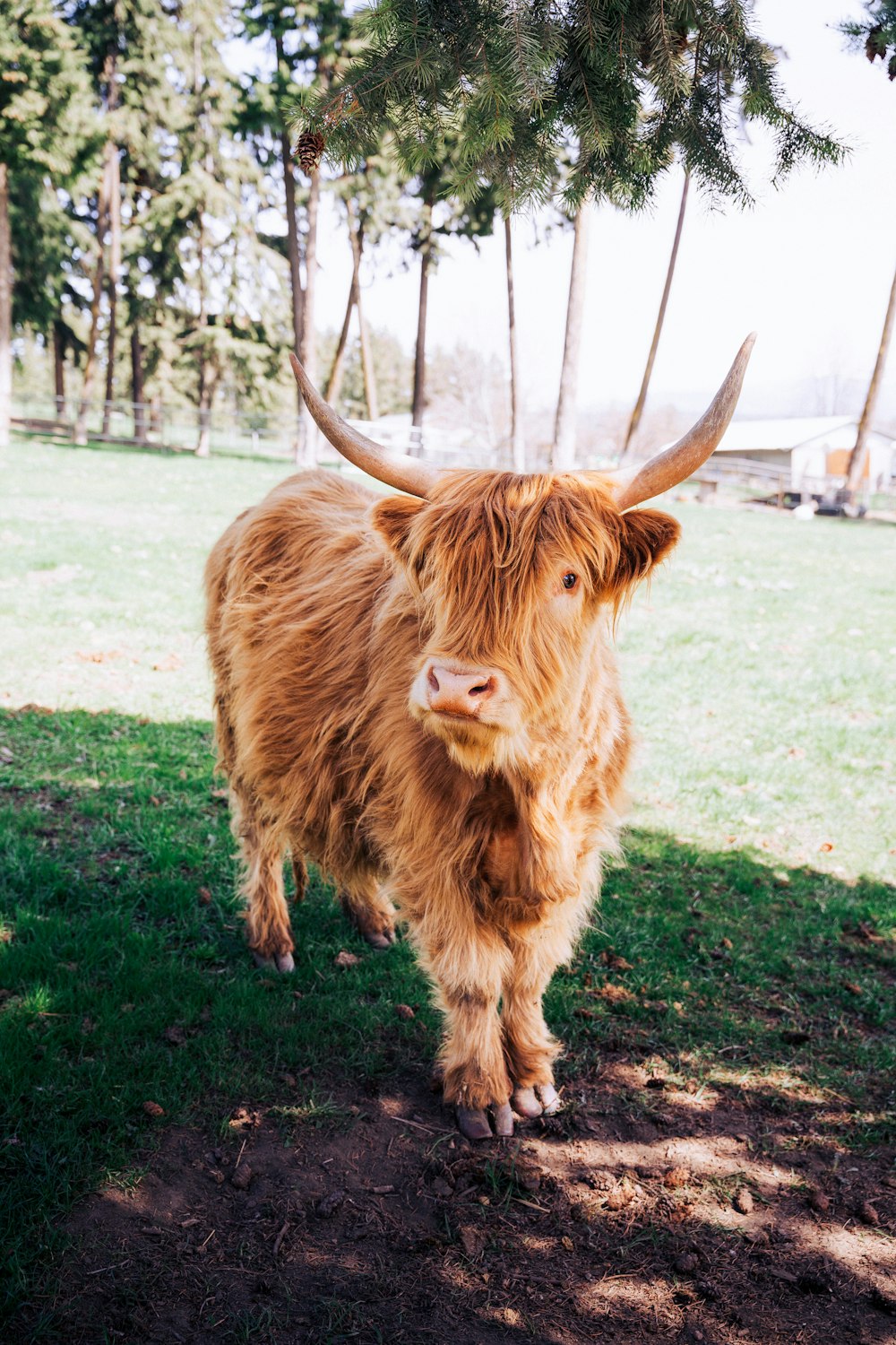 a brown cow standing on top of a lush green field