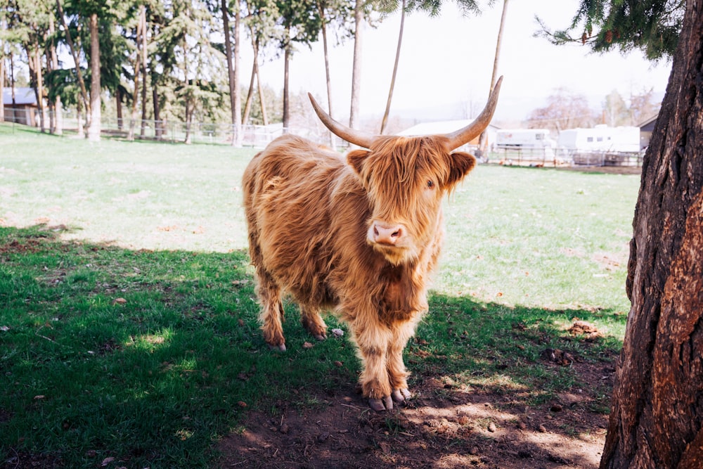 a brown cow standing next to a tree in a field