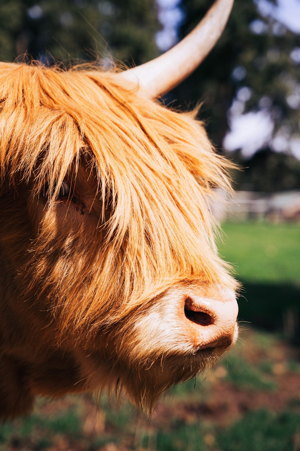 a close up of a cow with long hair