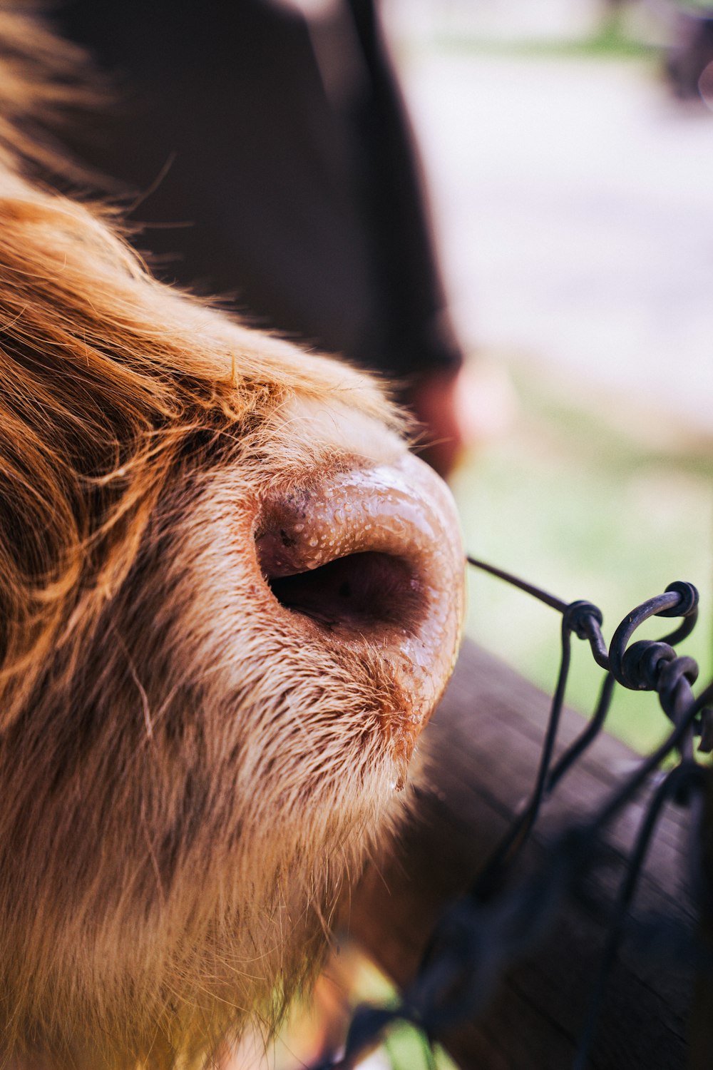 a close up of a dog's nose and nose