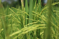 Close-up of vibrant green crops grown with natural farming methods in Miroku no Sato.