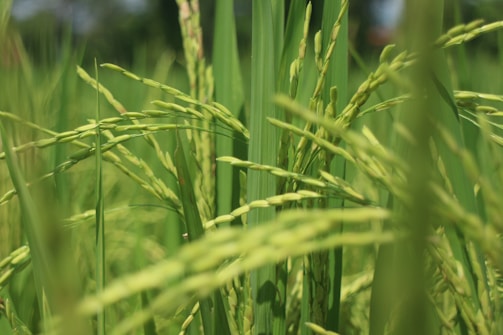 Close-up view of green rice plants with unripe grains in a lush field. The grains and leaves create an interwoven pattern, emphasizing the natural growth and abundance of the crop.