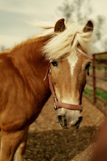A chestnut-colored horse with a light mane is standing in an outdoor enclosure. The horse is wearing a brown halter and is looking directly at the viewer. The background is slightly blurred, showing wooden fencing and some greenery.