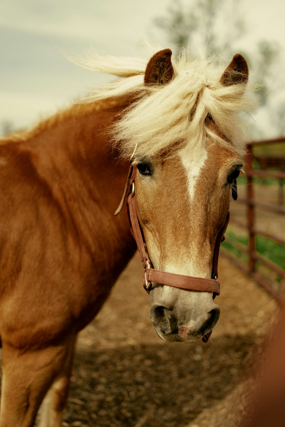 un cheval brun aux cheveux blonds debout à côté d’une clôture