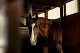 A brown horse with a white stripe running down its face stands inside a dimly lit stable. The wooden walls and metal bars of the stable create a rustic atmosphere, while soft, natural light filters in from a nearby window, casting gentle shadows across the horse.
