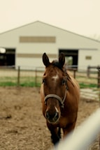 a brown horse standing next to a fence