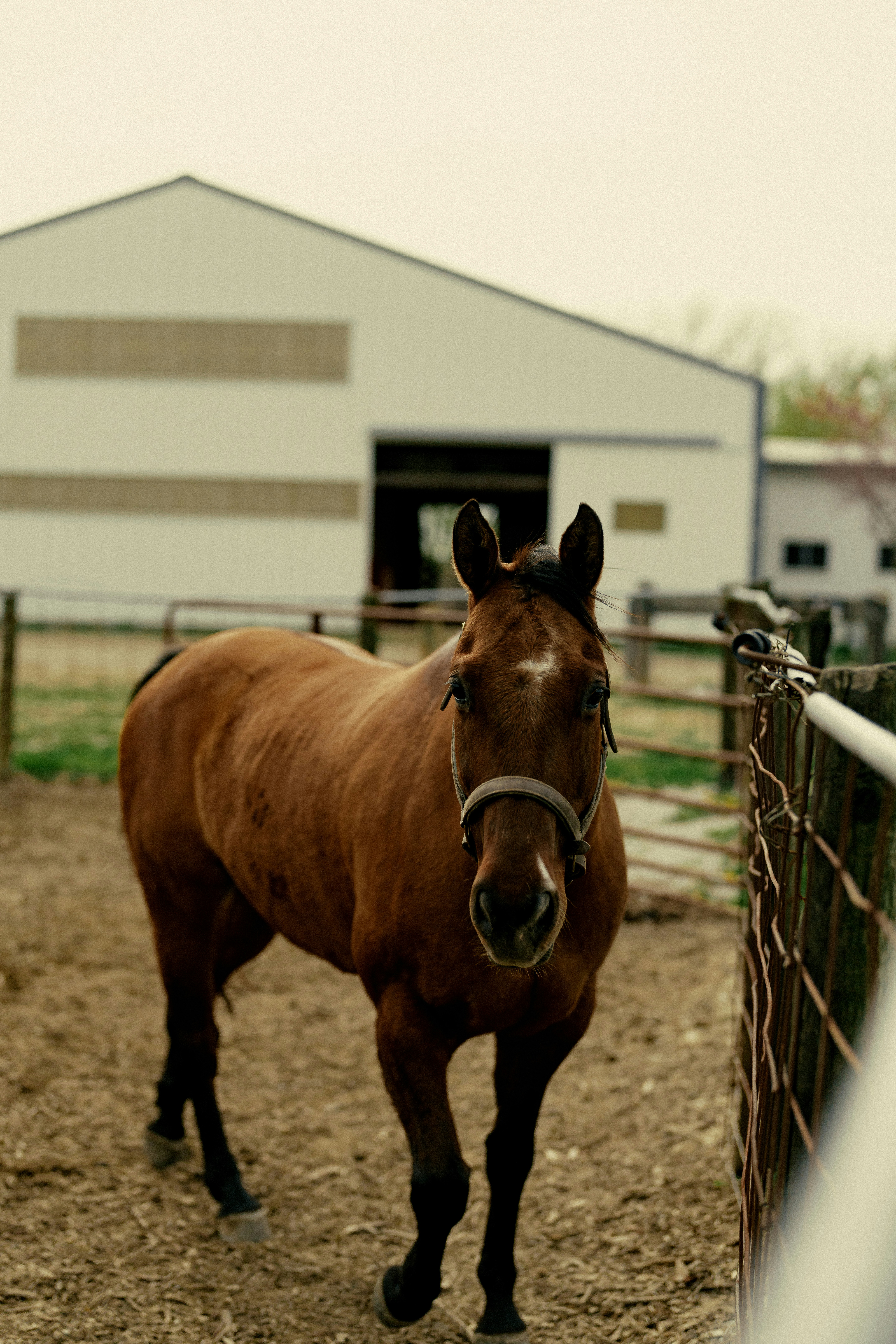 a brown horse standing next to a fence