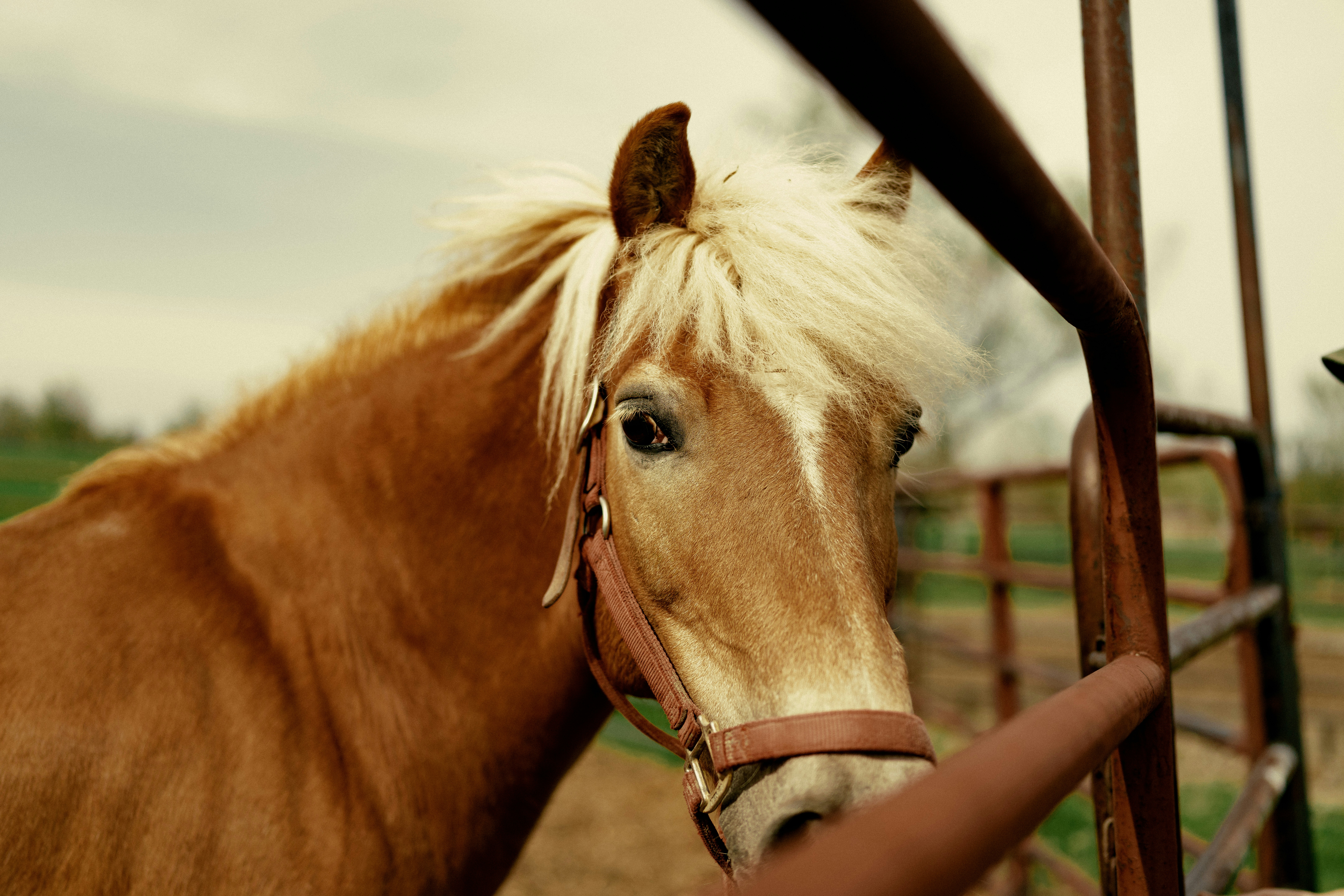 a brown horse standing next to a metal fence