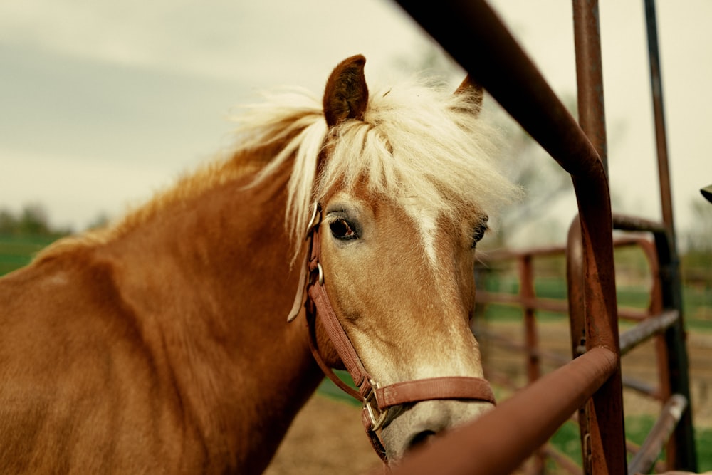 a brown horse standing next to a metal fence