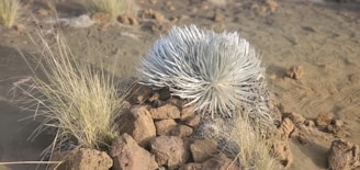 A large, silvery plant with spiky leaves surrounded by rocks and dry grass. The setting appears to be a desert or arid landscape with sparse vegetation and sandy soil.