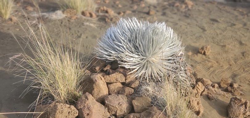 A large, silvery plant with spiky leaves surrounded by rocks and dry grass. The setting appears to be a desert or arid landscape with sparse vegetation and sandy soil.