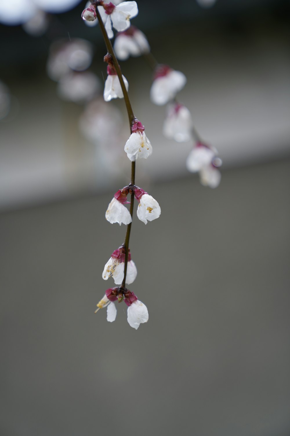 a branch with white flowers hanging from it