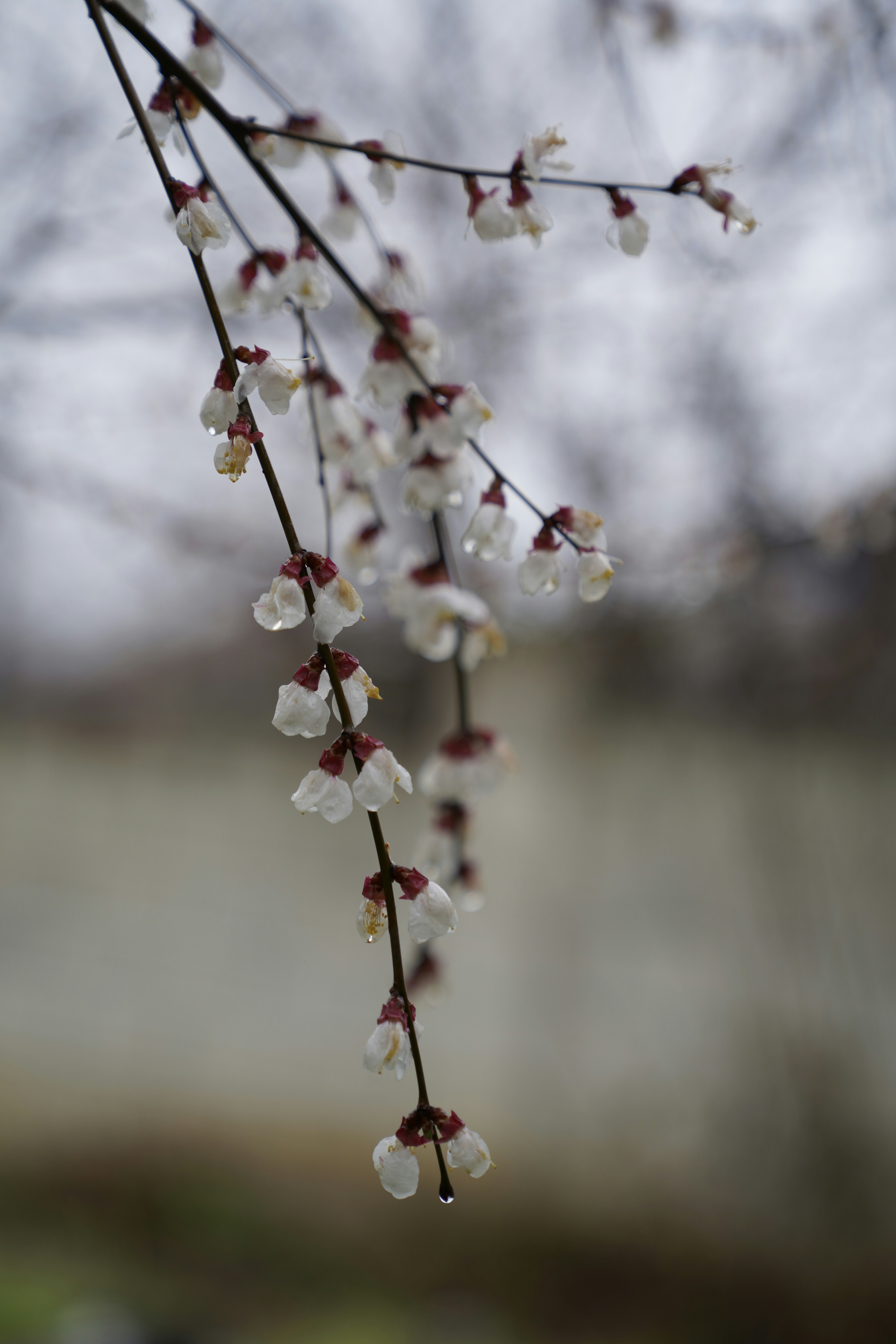 ein Zweig mit weißen Blüten, die daran hängen
