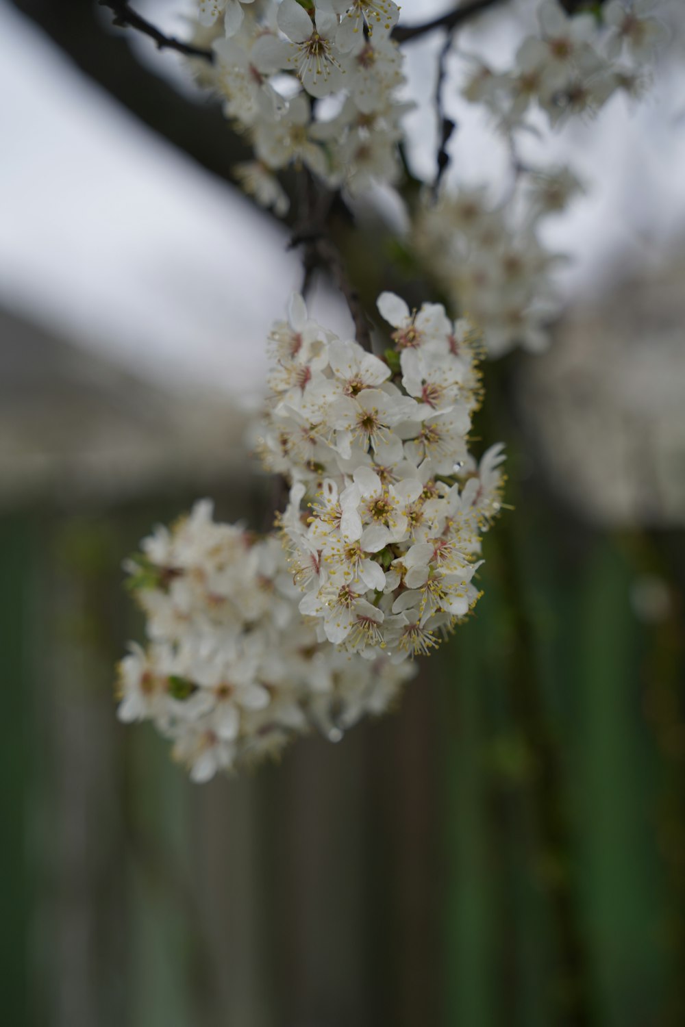 a branch of a tree with white flowers