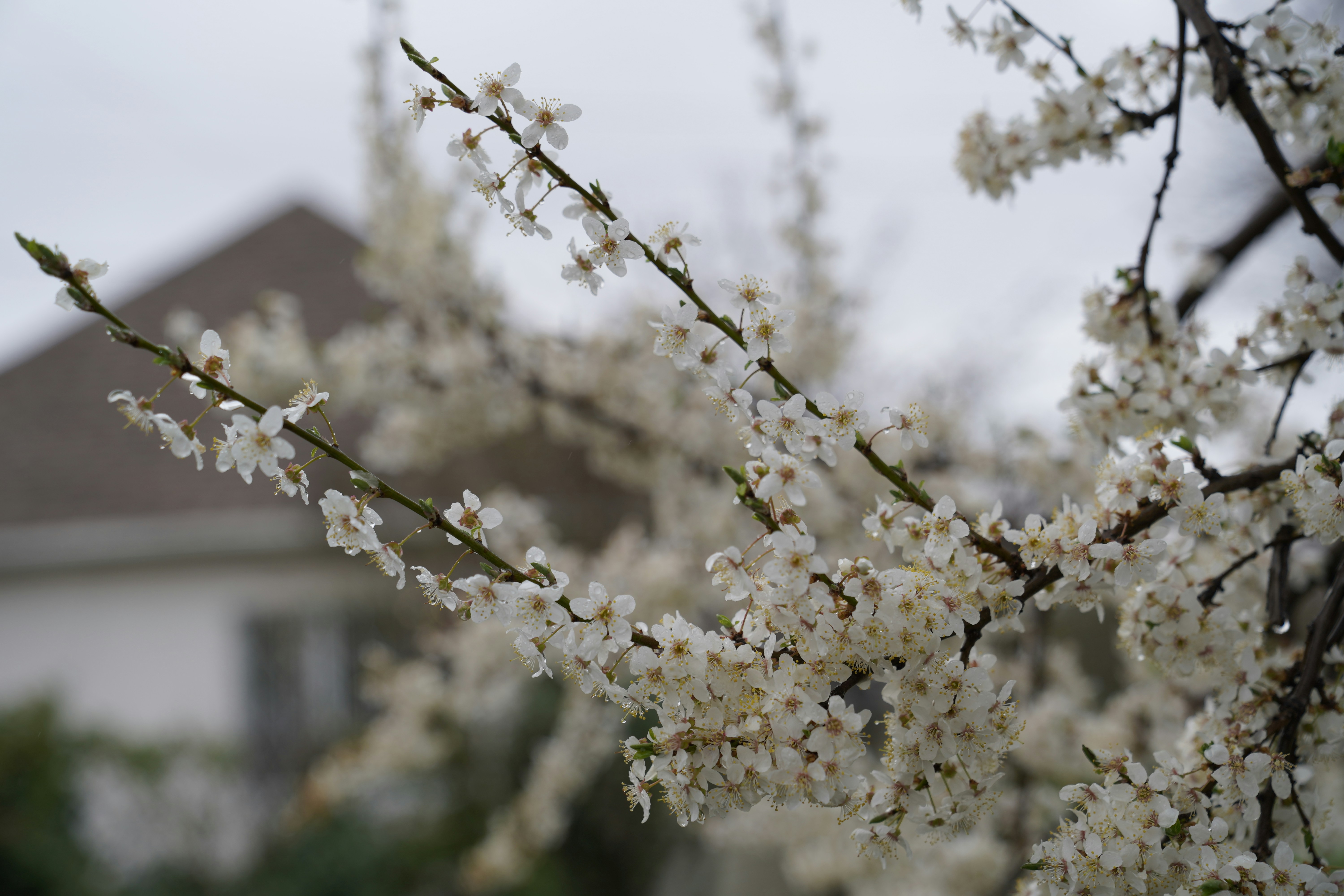 Ein Baum mit weißen Blüten vor einem Haus