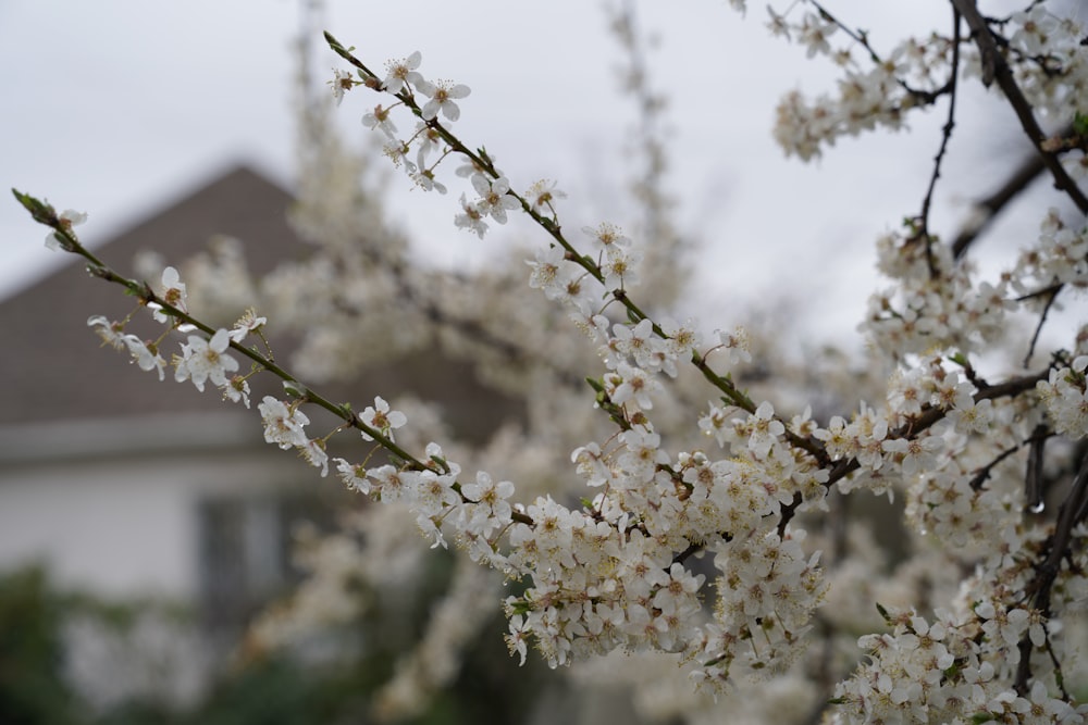 a tree with white flowers in front of a house