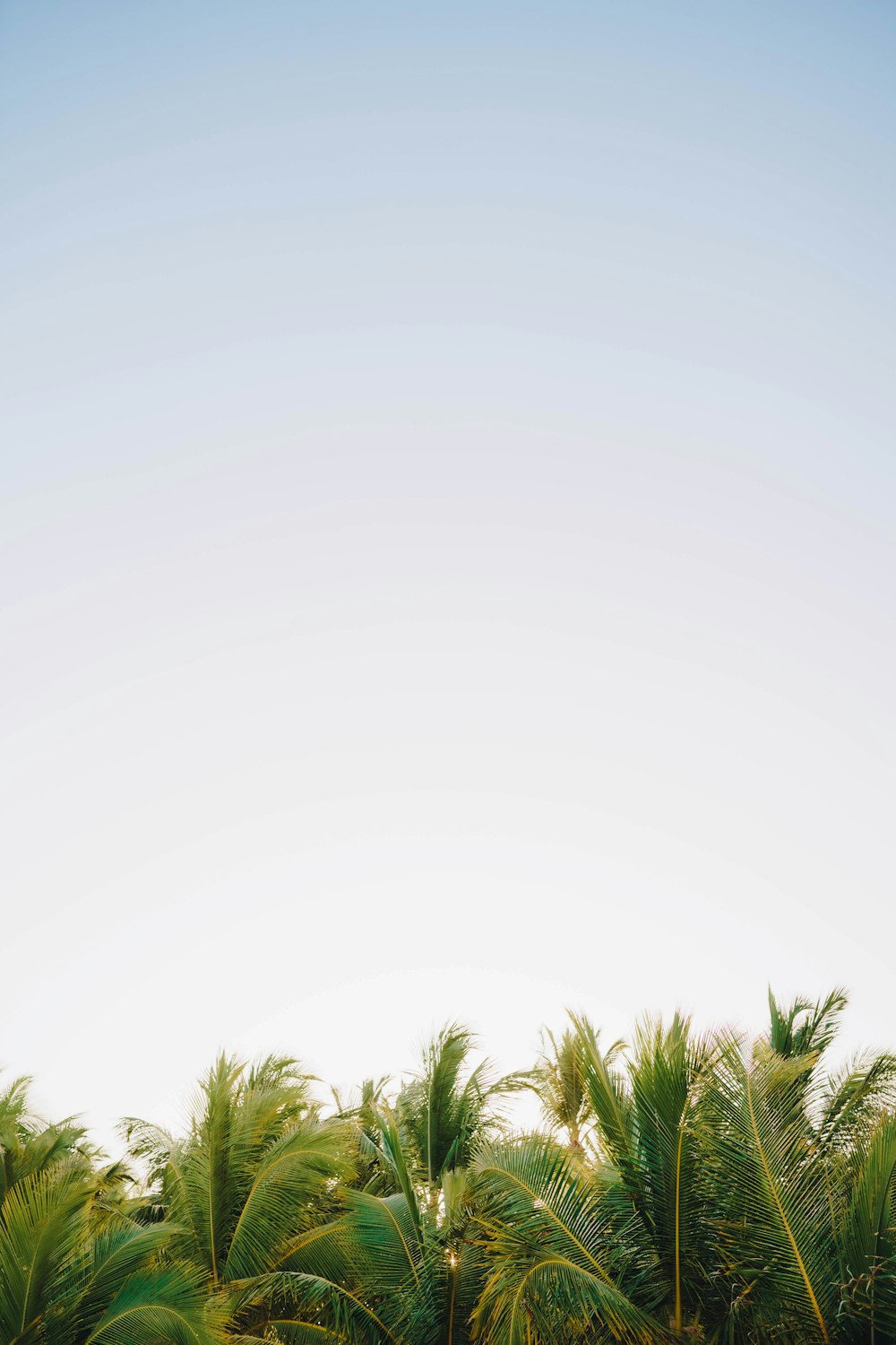 a group of palm trees with a blue sky in the background