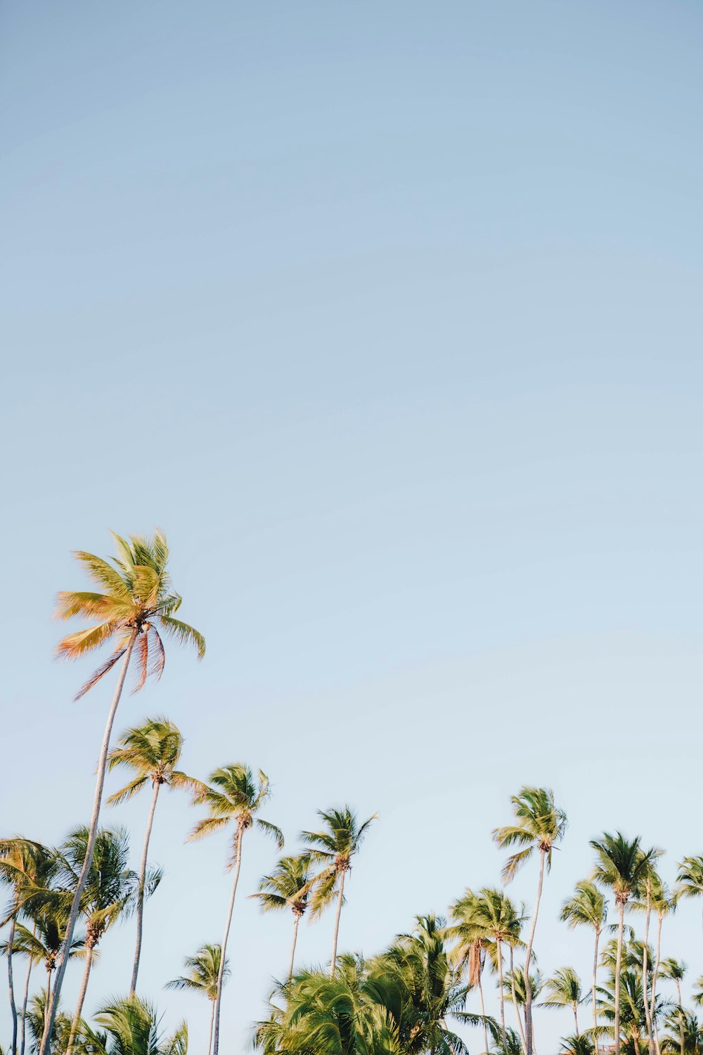 a group of palm trees blowing in the wind