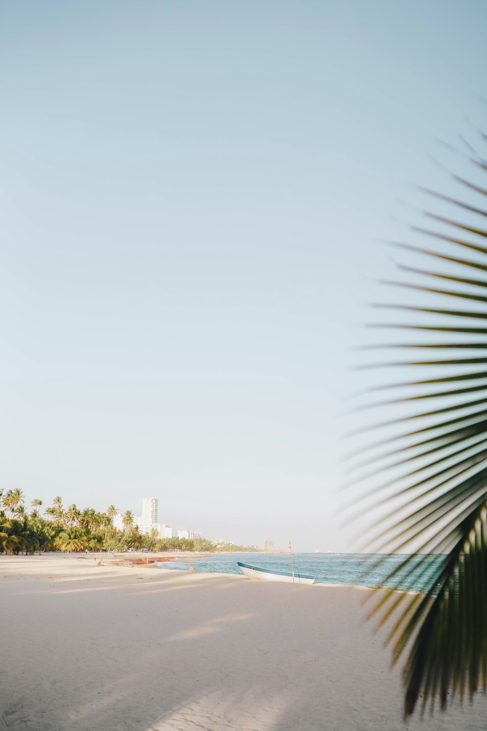 a view of a beach with a palm tree in the foreground