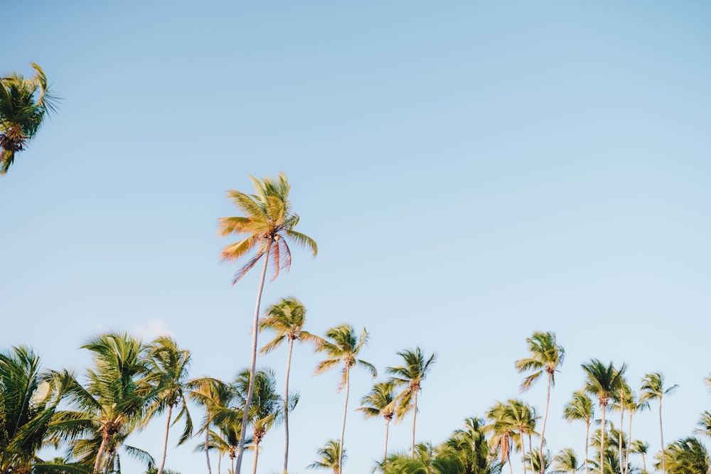 palm trees blowing in the wind on a sunny day