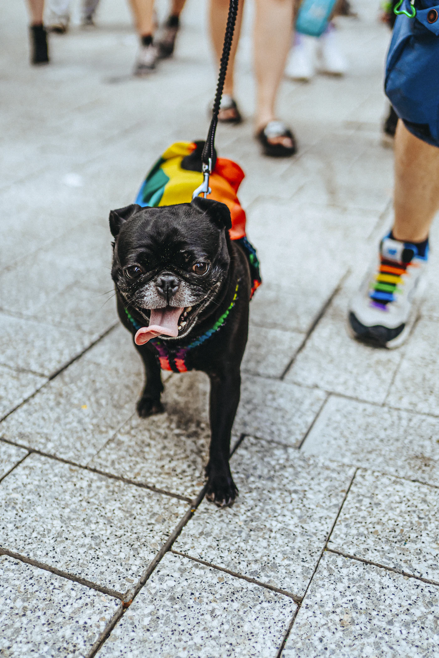 A small black dog wearing a bright multicolored harness held close by a person's hands
