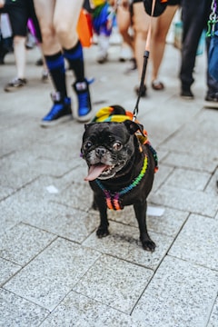 A vibrant community event showcasing pets and their owners.