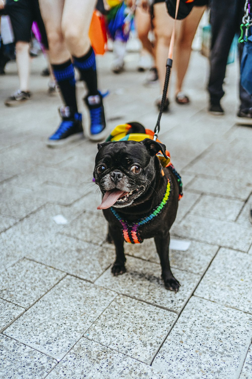 a small black pug wearing a colorful collar and leash