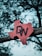 A rusty red metal sign in the shape of Texas is mounted on a wooden beam, with the letters 'DW' prominently attached. The background is a bokeh of tree branches and leaves, creating a textured and atmospheric setting.