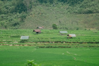 A serene landscape of rolling hills and terraced farms reflecting Burundi’s agricultural backbone.