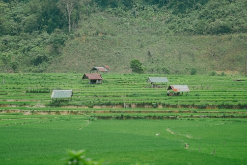 A serene landscape of rolling hills and terraced farms reflecting Burundi’s agricultural backbone.