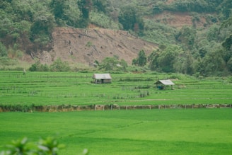 Lush green rice fields stretch out with two small huts in the center. The fields are bordered by a forested hillside, showcasing a mix of verdant greenery and patches of earth exposed due to landslides. A person is seen walking along the pathways between the fields.