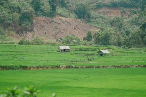 Lush green rice fields stretch out with two small huts in the center. The fields are bordered by a forested hillside, showcasing a mix of verdant greenery and patches of earth exposed due to landslides. A person is seen walking along the pathways between the fields.
