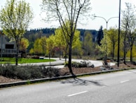 Young trees planted along a suburban street in spring.