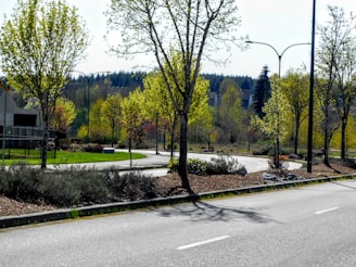 Young trees planted along a suburban street in spring.