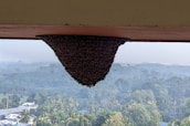 A large bee colony or hive is attached to the underside of a building ledge. The background shows a vast landscape with numerous trees and a few buildings scattered throughout. The sky appears misty or hazy.