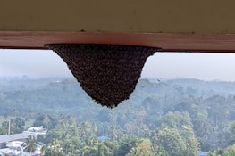 A large bee colony or hive is attached to the underside of a building ledge. The background shows a vast landscape with numerous trees and a few buildings scattered throughout. The sky appears misty or hazy.