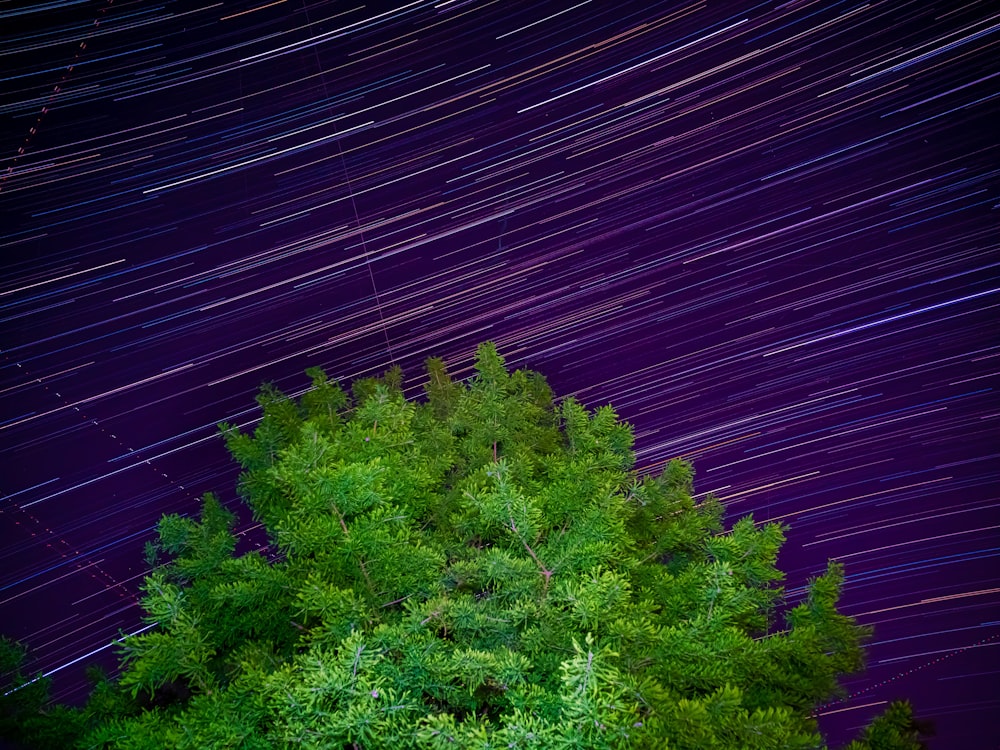 the night sky with stars and a tree