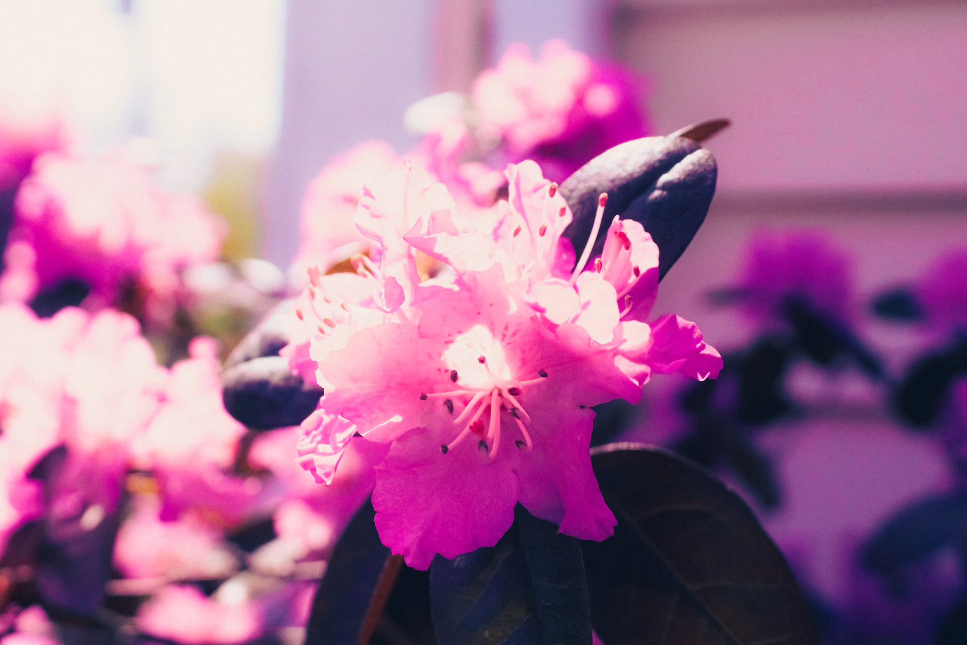 An intimate close-up of a floral watercolor artwork, showcasing layered petals in pale pinks and soft sky blues on textured paper.